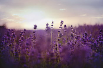 Stunning purple lavender field at twilight, capturing nature's beauty and tranquility. HD wallpaper