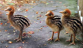 Adorable baby cassowary, Cute avian , Charming bird moments, Childhood stages HD wallpaper