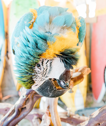 Macaw, parrot, close up HD phone wallpaper