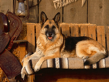Animals, Dogs HD wallpaper
