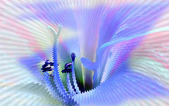 Radial Wave Dreamy Flower, abstract, fantasy, flower, radial, nature, dreamy, wave HD wallpaper
