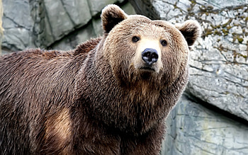 Grizzly Bear, California bear symbol, Clip art library, Iconic wildlife HD wallpaper