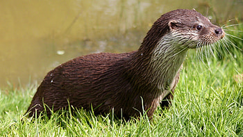 The Asian small-clawed, Otter HD wallpaper