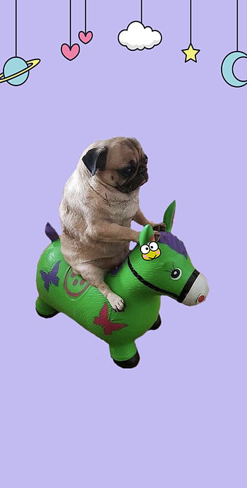 Perro flotador xd, Perros, Random HD phone wallpaper
