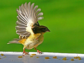 Dancing Bird, dancing, beautiful, bird HD wallpaper