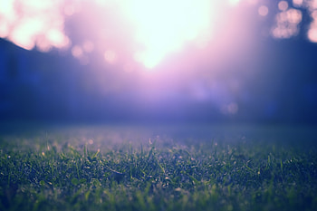 Grass, Macro, Glare, Shine, Light, Blur, Smooth, Shadow HD wallpaper