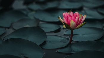 Lotus Bee Water HD wallpaper