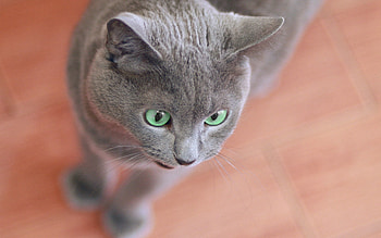 Animals, Cat, Muzzle, Grey, Astonishment, Surprise, Cross-Eyed HD wallpaper