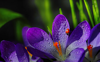 Crocuses closeup, ladybug, drops, spring, fragrance, closeup, purple, ladybird, wet, crocus, freshness, flowers, scent, dew, insect HD wallpaper