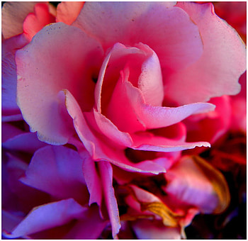Pink, other, nature, flower HD wallpaper