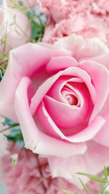 Beautiful Flowers Roses, Pink Flowers, Rose HD phone wallpaper