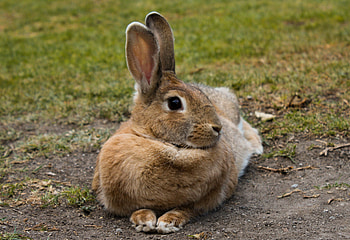 Hare, rabbit, animal, cute HD wallpaper