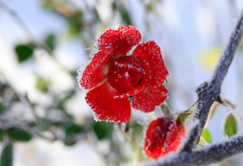 Frozen rose, snow, rose, frost, frozen, petals, red, flower, beautiful HD wallpaper
