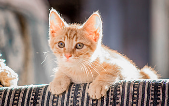 Cat, kitten, animal, kitty HD wallpaper