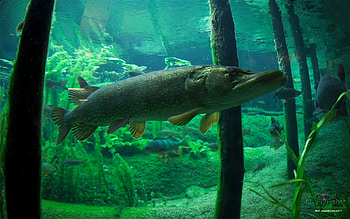 Pike HD wallpaper