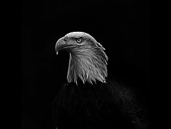 Eagle in Dark, beautiful, eagle, , in dark HD wallpaper