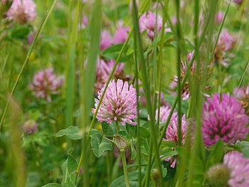 Flower, Plant, Macro, Clover HD wallpaper