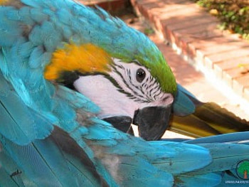 adi, birds, animals HD wallpaper