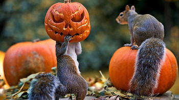 Squirrel, animal, halloween, nature HD wallpaper
