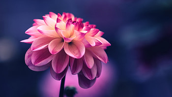 Flower Pink Petals Bud Close Up HD wallpaper