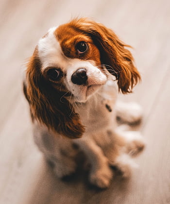 Charming close-up of a Cavalier King Charles Spaniel puppy sitting indoors, exuding pure cuteness. HD phone wallpaper
