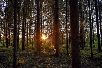 Forest, Nature, Trees, Sunset, Rays, Beams, Sunlight HD wallpaper