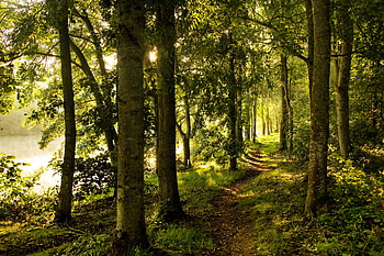 Nature, Trees, Forest, Path, Lights Of A Sun, Rays Of The Sun HD wallpaper