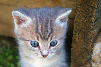 Animals, Kitty, Kitten, Muzzle, Nice, Sweetheart HD wallpaper