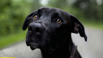 Sam the Dog, freind, black, big, lab HD wallpaper