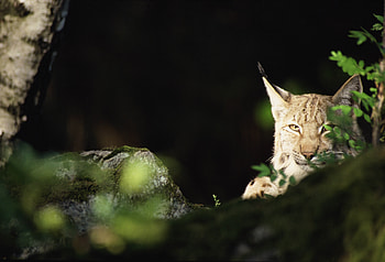 Animals, Iris, Forest, Predator, Thickets, Thicket HD wallpaper