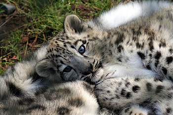 Safe, blue eyes, cub, mother, black brown and white, snow leopard HD wallpaper