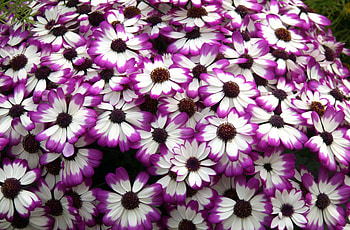 Flowers, Bright, Multicolored, Petals, Cineraria HD wallpaper