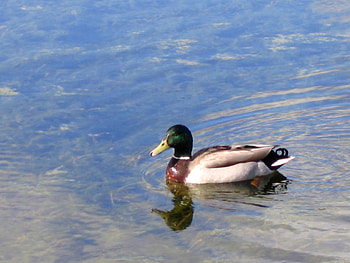 Duck at lake., duck, sunny sky, clear, water, lake HD wallpaper
