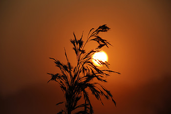 Nature, Sunset, Grass, Sun, Silhouette HD wallpaper
