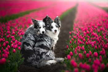 Border-Collie, dog, Border, Collie, Animal HD wallpaper