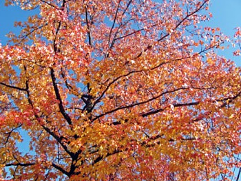 Awesome Autumn, beautiful fall, beautiful autumn day, purple tree, beautiful fall scenery, fall bridge, red trees, purple autumn, fall day, autumn foliage, orange tree, fall leaves, autumn colors, fall forest, fall colors, fall land, beautiful autumn, autumn day, purple fall, new england fall colors, autumn forest, pink autumn, fall road, pink fall, autumn landscape, autumn scenery, fall foliage, autumn bridge, autumn, beautiful fall day, autumn lake, fall, fall scenery, beautiful autumn scenery, autumn leaves, fall lake, new england, fall trees, autumn trees HD wallpaper