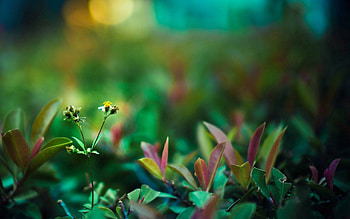 Grass, Macro, Glare, Forest, Color HD wallpaper