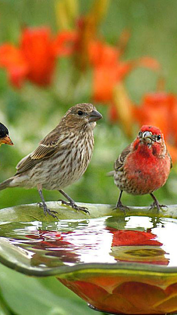 Good Morning, Birds, Nature HD phone wallpaper