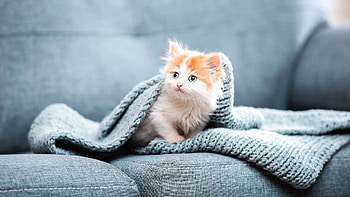 Cat , Best HD wallpaper