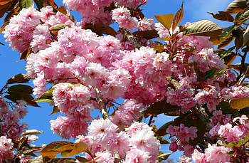 Flowers, Sky, Leaves, Sakura, Bloom, Flowering, Branch, Spring HD wallpaper