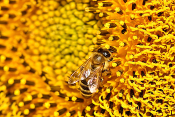 Flower, Macro, Bee, Sunflower, Pollen HD wallpaper