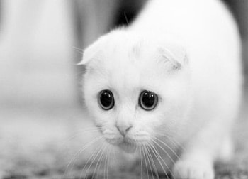 I'm scared, kitten, im scared, scared, cute kitten HD wallpaper