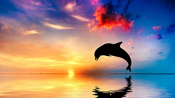 Leaping Dolphin, sea, colorful, dolphin, sunrise, clouds, sky, sun, sunset, ocean HD wallpaper