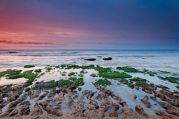 Nature, Sea, Moss, Mainly Cloudy, Overcast, Reefs, Algae, Seaweed HD wallpaper