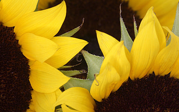 Sunflowers, Macro, Petals, Brown HD wallpaper