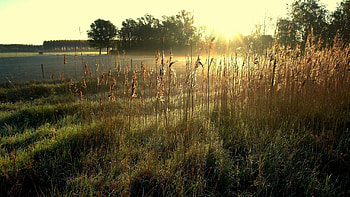 Nature, Dawn, Field, Ears, Spikes HD wallpaper