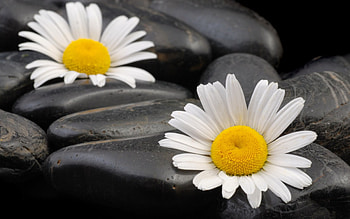 BLACK AND WHITE, STONES, WHITE, BLACK, ZEN, DAISIES HD wallpaper