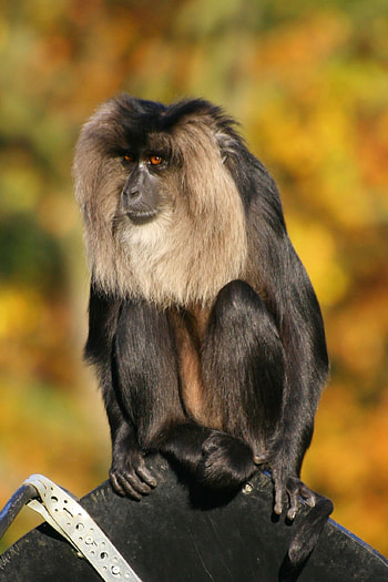 Monkey, black monkey, animal evolution, evolutionary traits HD phone wallpaper