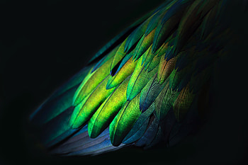 Glowing feathers of a Nicobar Pigeon, graphy, feather HD wallpaper