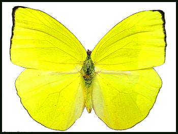 Big and yellow, yellow and black, butterfly, insect, bright HD wallpaper